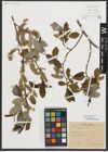 Foto von Salix appendiculata Vill.